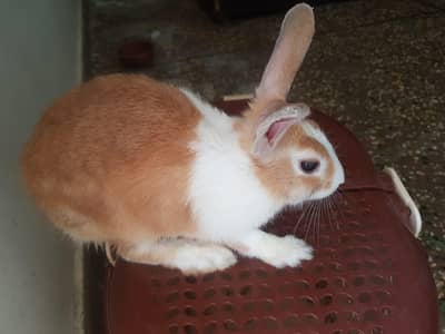 Rabbit Khargosh Bunny Bunnies