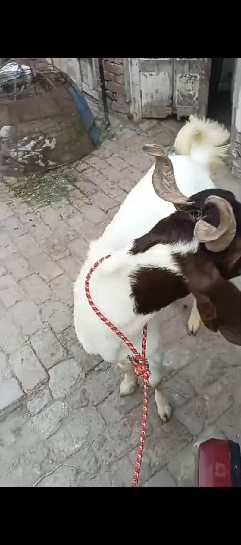 دوندہ بکرا 4