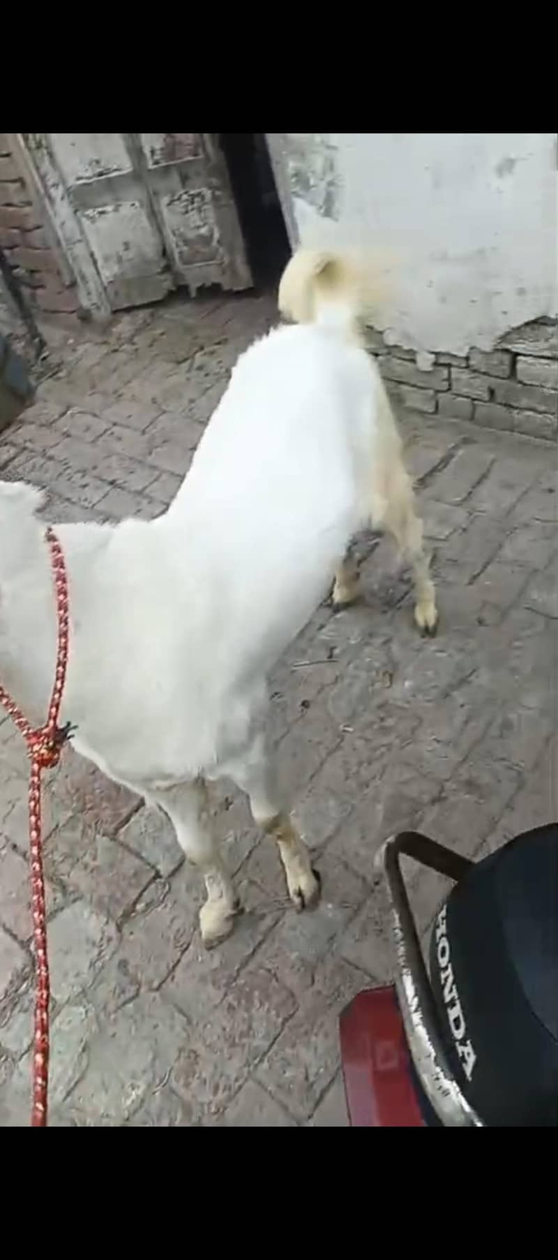 دوندہ بکرا 5