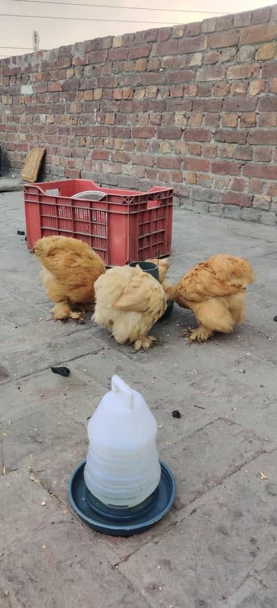 Heritage Black Australorp Chicks Golden buff Chicks