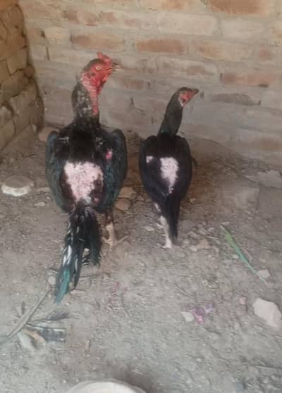 Aseel Thai pairs for sale