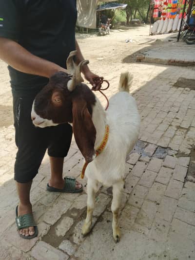 دوندہ بکرا