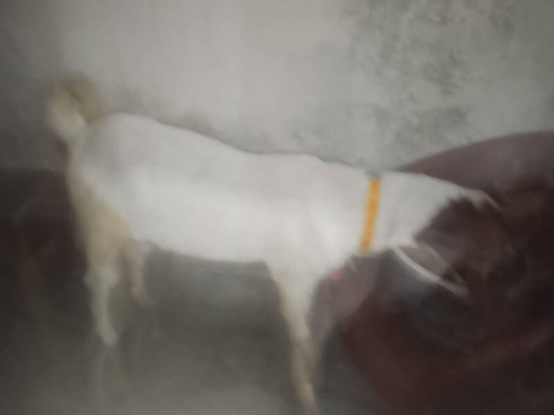 دوندہ بکرا 8