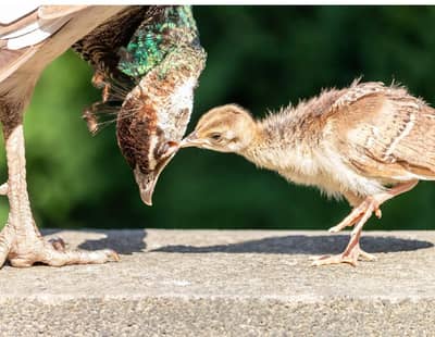 peacocks of all ages and breeds