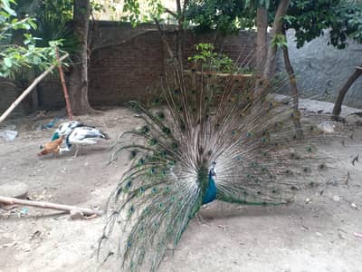 peacocks of all ages and breeds