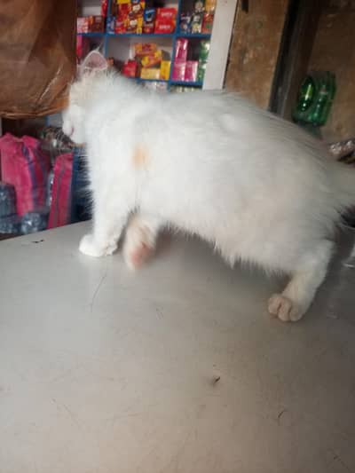white preshion cat
