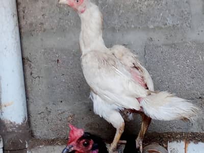 miyan wali asell urgent sale