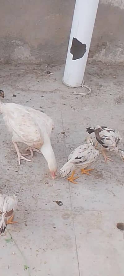 healthy and active female with 8  chicks