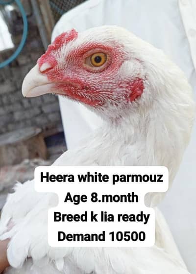heera aseel white parmoz 10500 xchang hera madi k sat 3017104771 cL wt