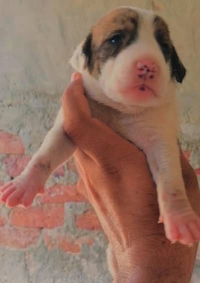 bully gultair female puppy for sale