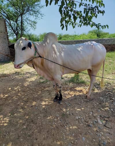 qurbani k lie janwar