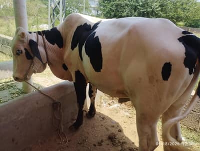 bull forsale . pure bachra