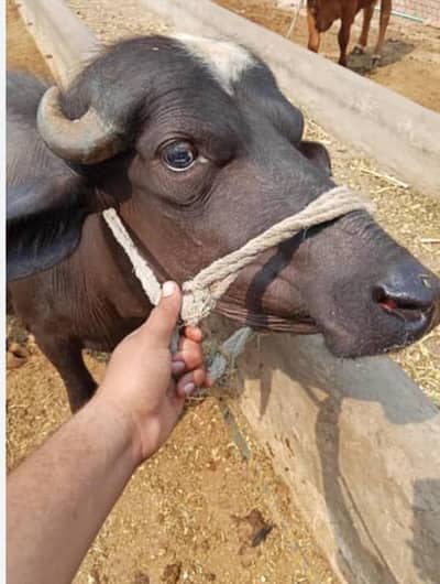 Qurbani K Janwar Ma Hisa Dalnay K Liya Rabta Karay