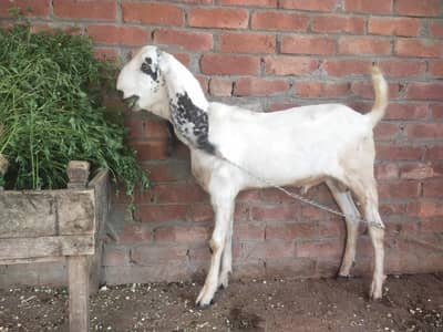 2male bakry qyubani k lia age 15mah white color khobsort