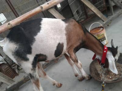 Tedi Bakra fresh 2 danth