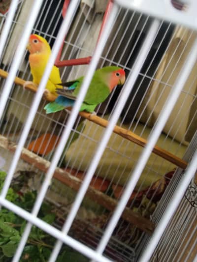 Beautiful Birds for sale