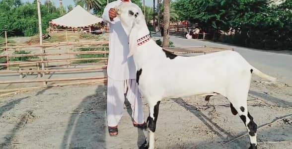 qurbani ke liye Bakra for sale call _03274139425