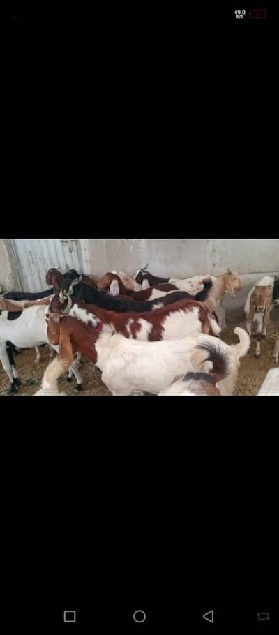 2 Dant Bakra | Qurbani Bakray Available | bakrey | 2 daannt | qurbani