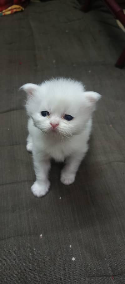 persion cat baby