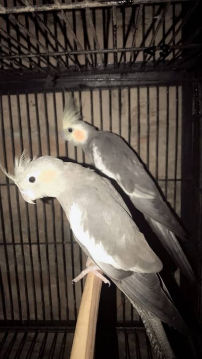 cocktail pair for sale