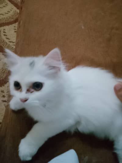 Persian cat