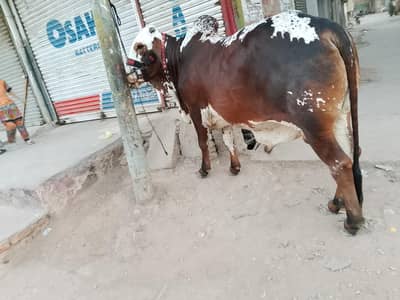 Bachre For Sell