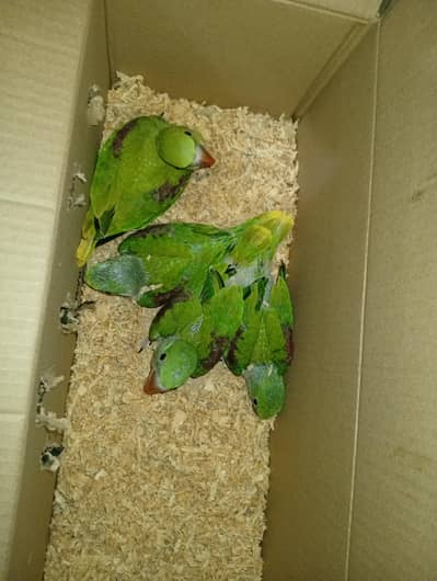 Raw healthy and active jumbo size coverd chicks available 