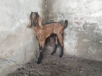 Dondi Path for sale