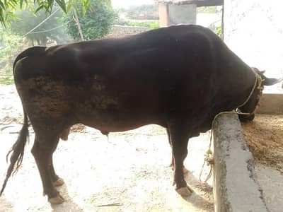 Bull sell (0345-9690735)