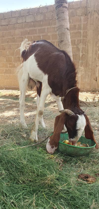 Bakra 2 danth Khoobsurat Andu