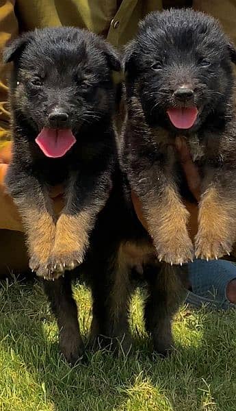 German shepherd Dubal cout pair for sale active and healthy available
