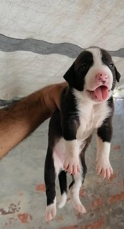 top quality bully male puppy