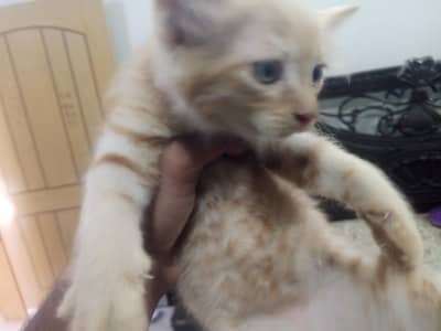 Persian mix breed