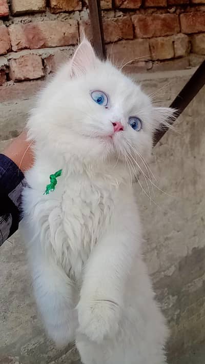 Persian cat with blue eyes triple coat