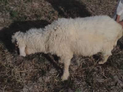 Sheeps for sale 03140603820