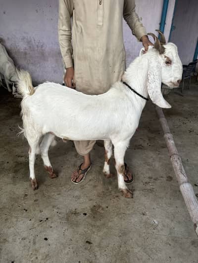 2 Danth Bakra Khassi