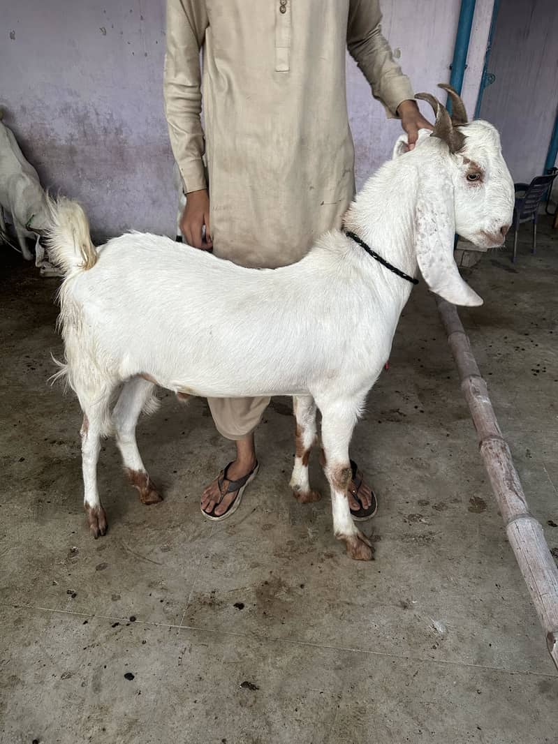 2 Danth Bakra Khassi for Qurbani 0