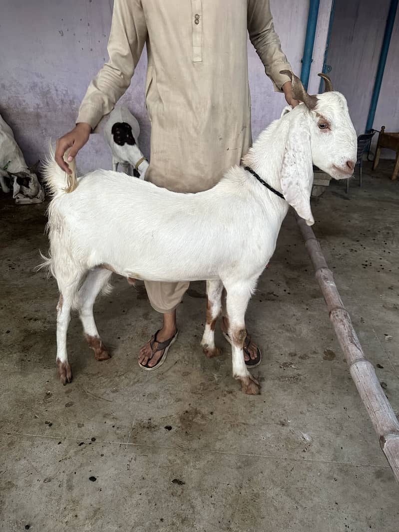 2 Danth Bakra Khassi for Qurbani 1