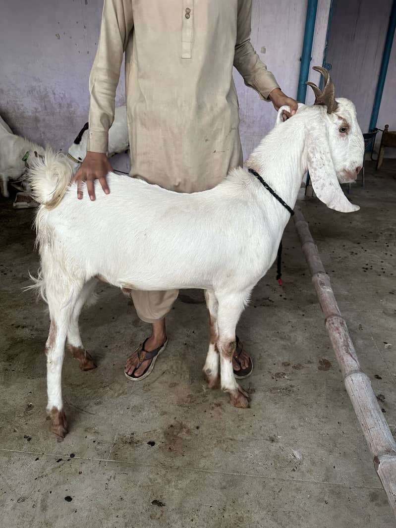 2 Danth Bakra Khassi for Qurbani 2