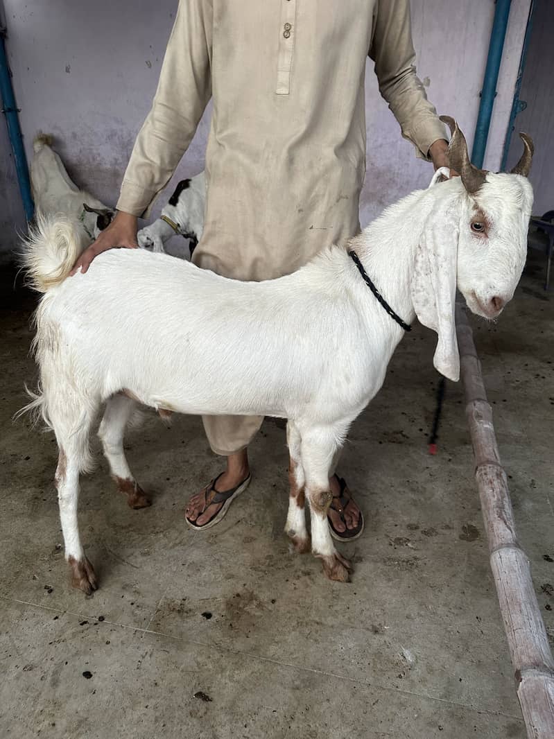 2 Danth Bakra Khassi for Qurbani 3