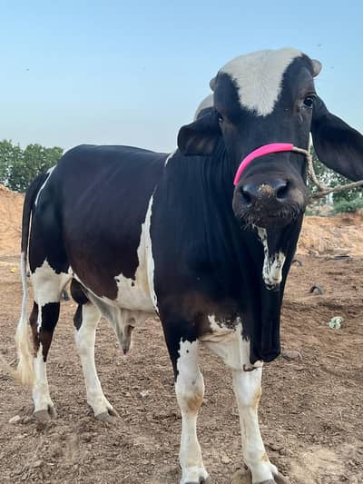 Qurbani Cow for sale