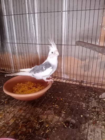 cockatiel breader male