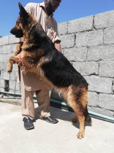 German shepherd