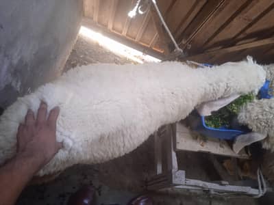 gar is pala bakra ha no bhi achi  garbni karna chat ha no 03076974822