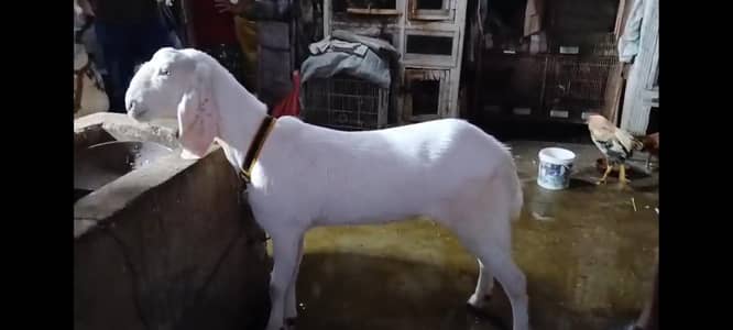 RAJANPURI BAKRI| GOAT| GULABI