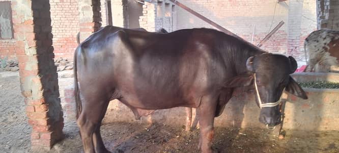 kata sell for qurbani