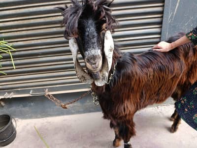 Nachi bakra