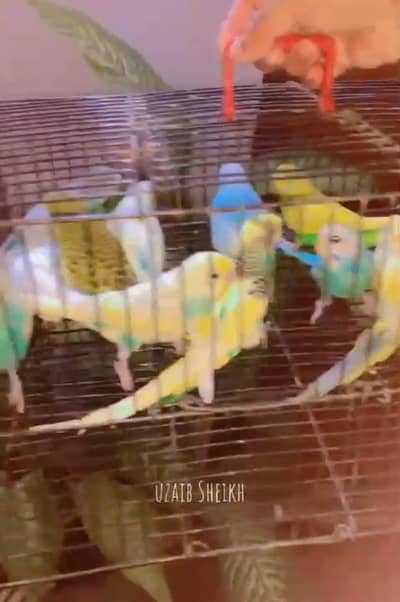 budgies available