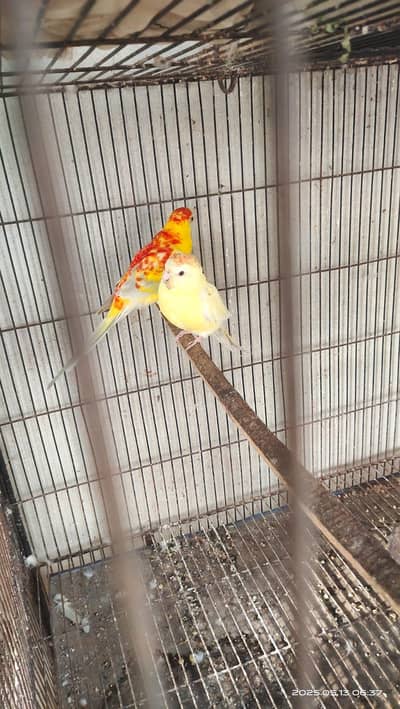 Rubino Rump breeder Pair Available 03051141169 What's App