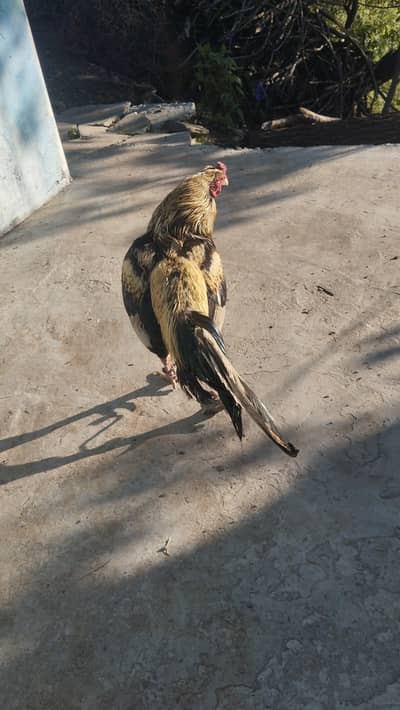 Aseel merthi amroha cross